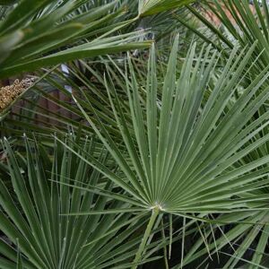 Chamaerops humilis 100-125 cm